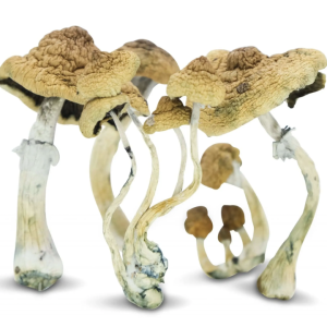 buy malabar coast magic mushrooms