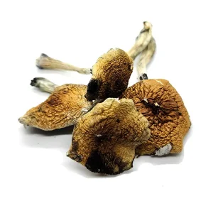 Buy Costa Rican Mushrooms strain