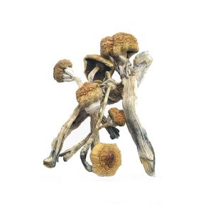 Buy Huaulta Cubensis mushrooms