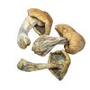 Buy penis envy mushrooms