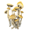 Golden teacher mushrooms for sale